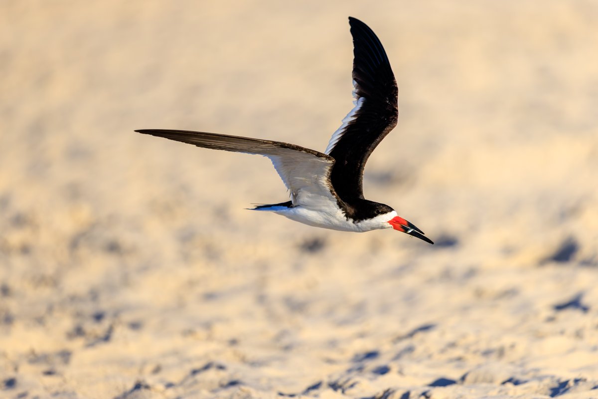 Black Skimmer