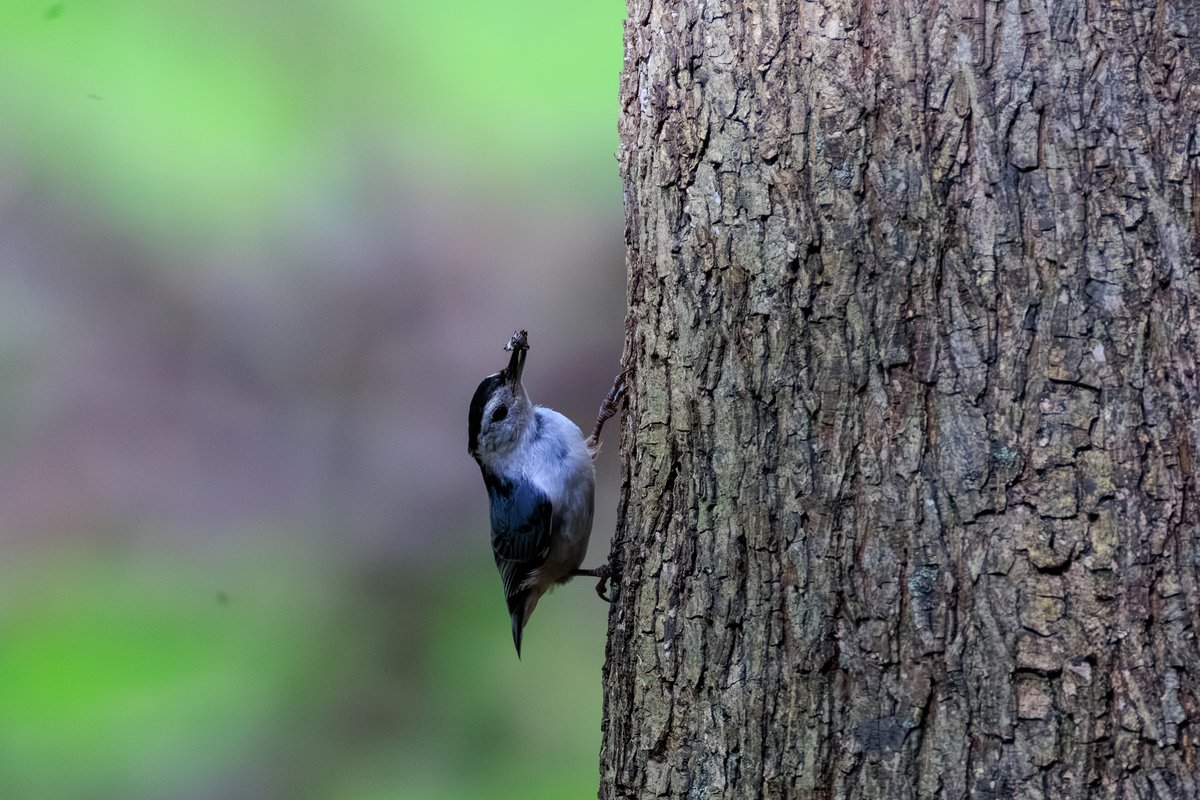 White-breasted Nuthatch