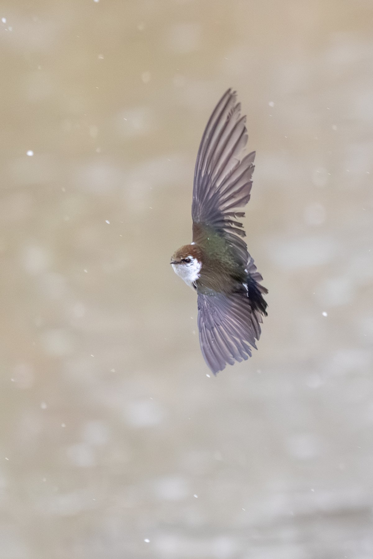 Violet-green Swallow