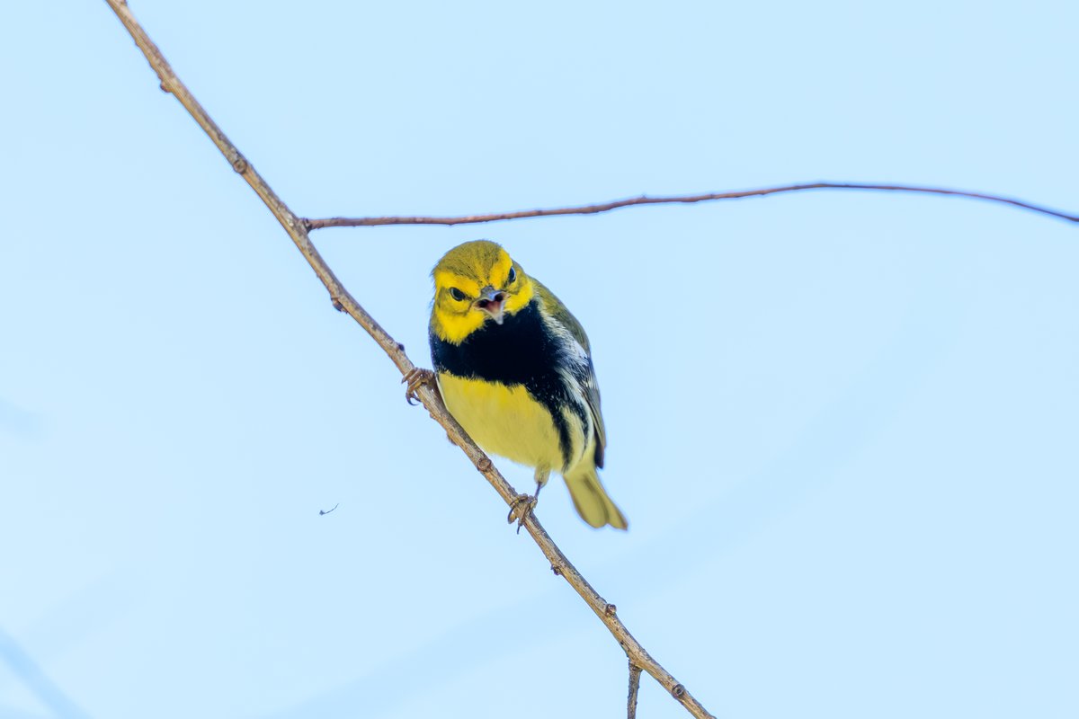 Black-throated Green Warbler
