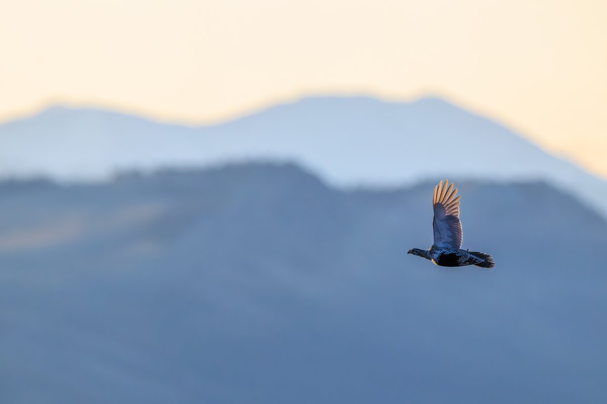 Greater Sage-Grouse