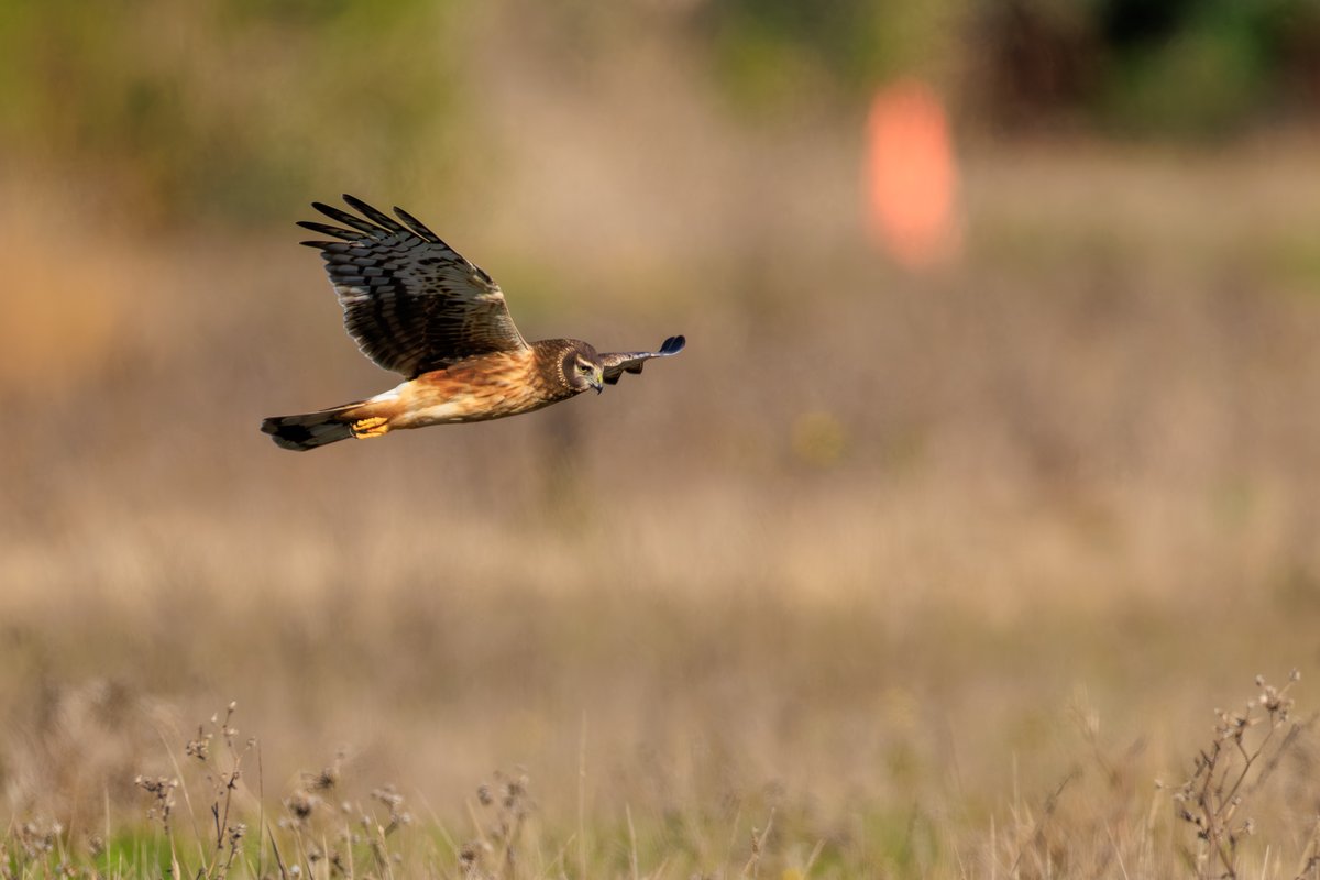 Northern Harrier
