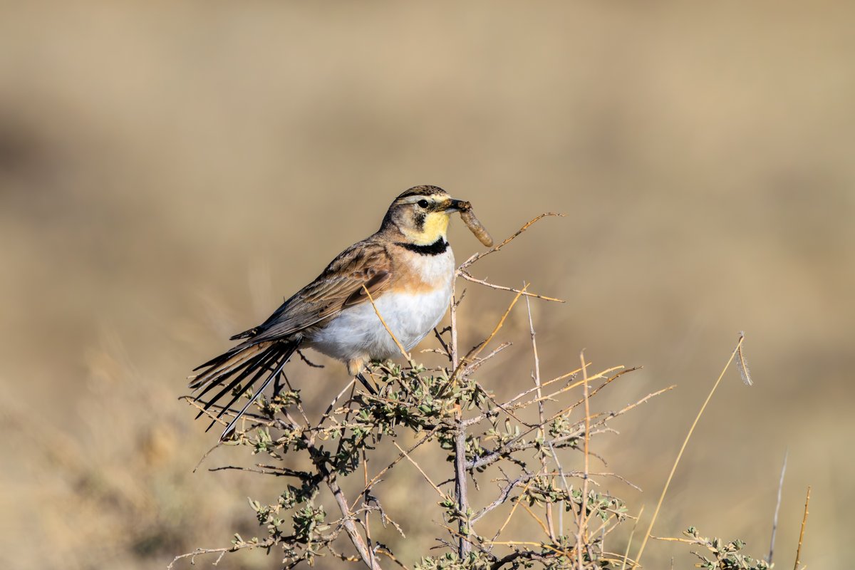 Horned Lark