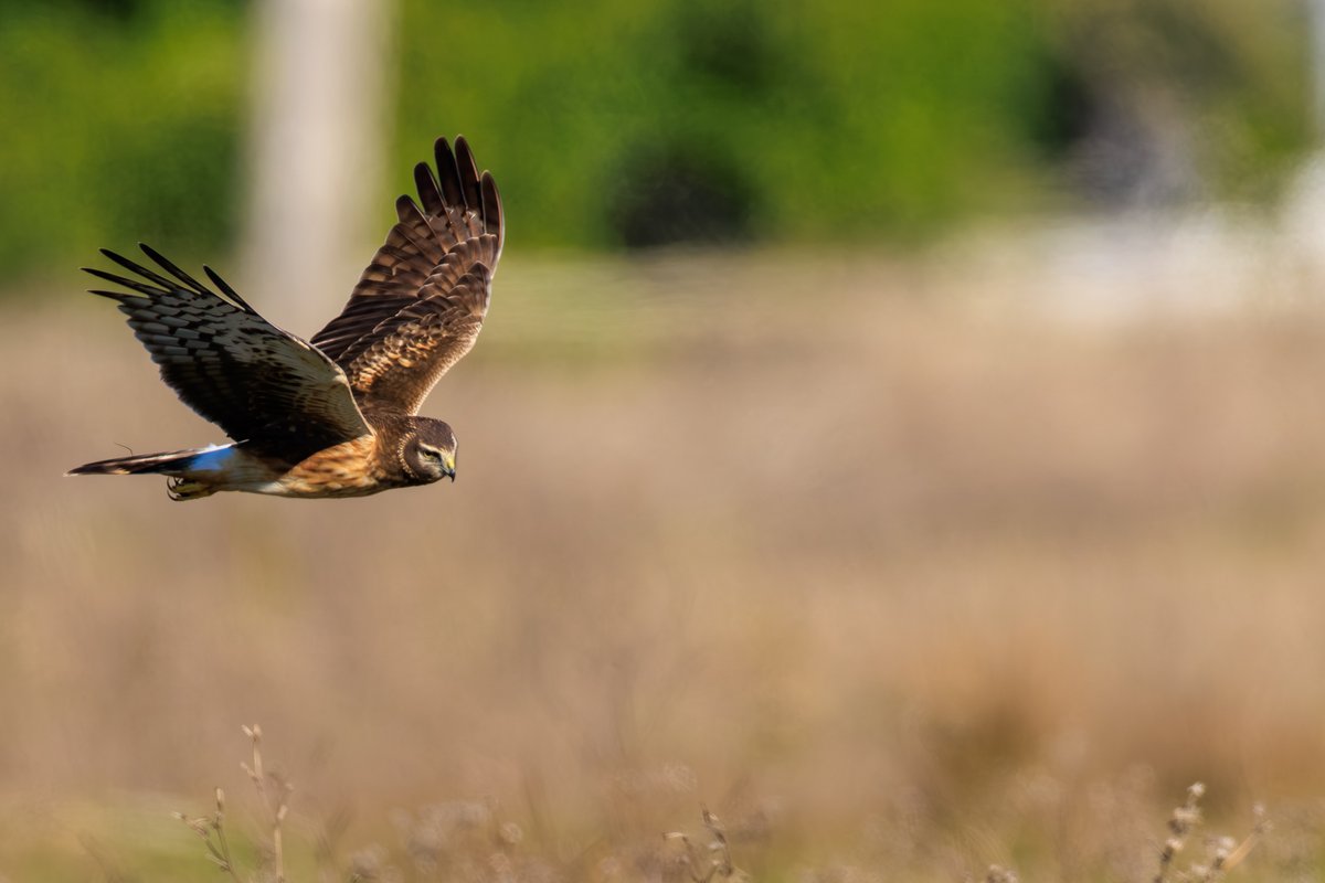 Northern Harrier