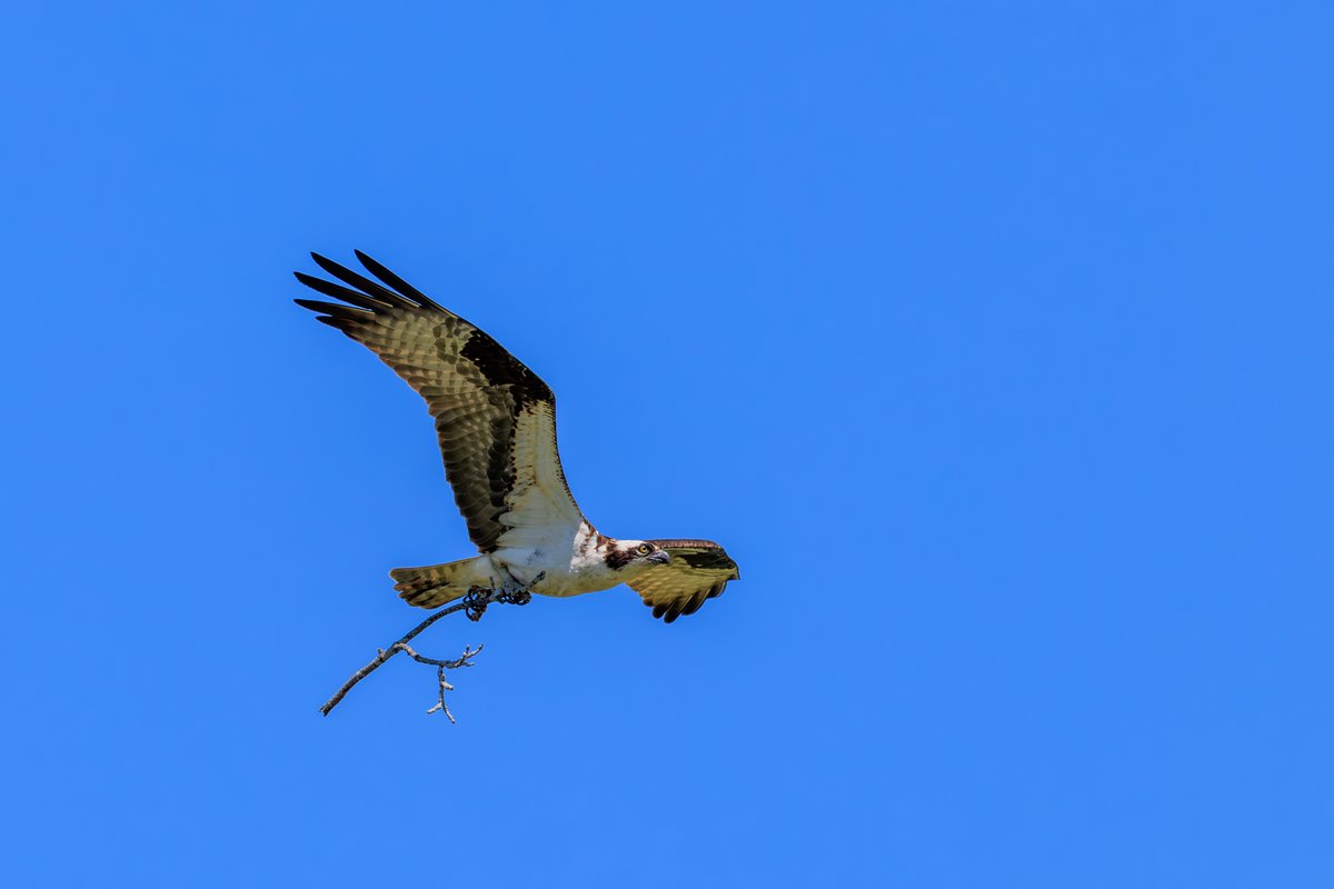 Osprey
