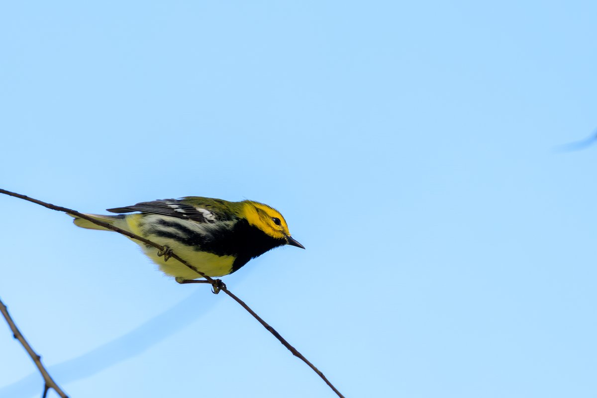 Black-throated Green Warbler