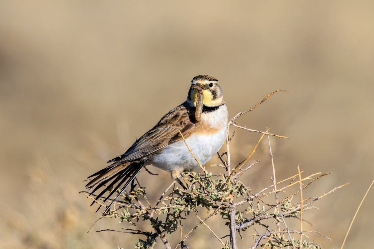 Horned Lark