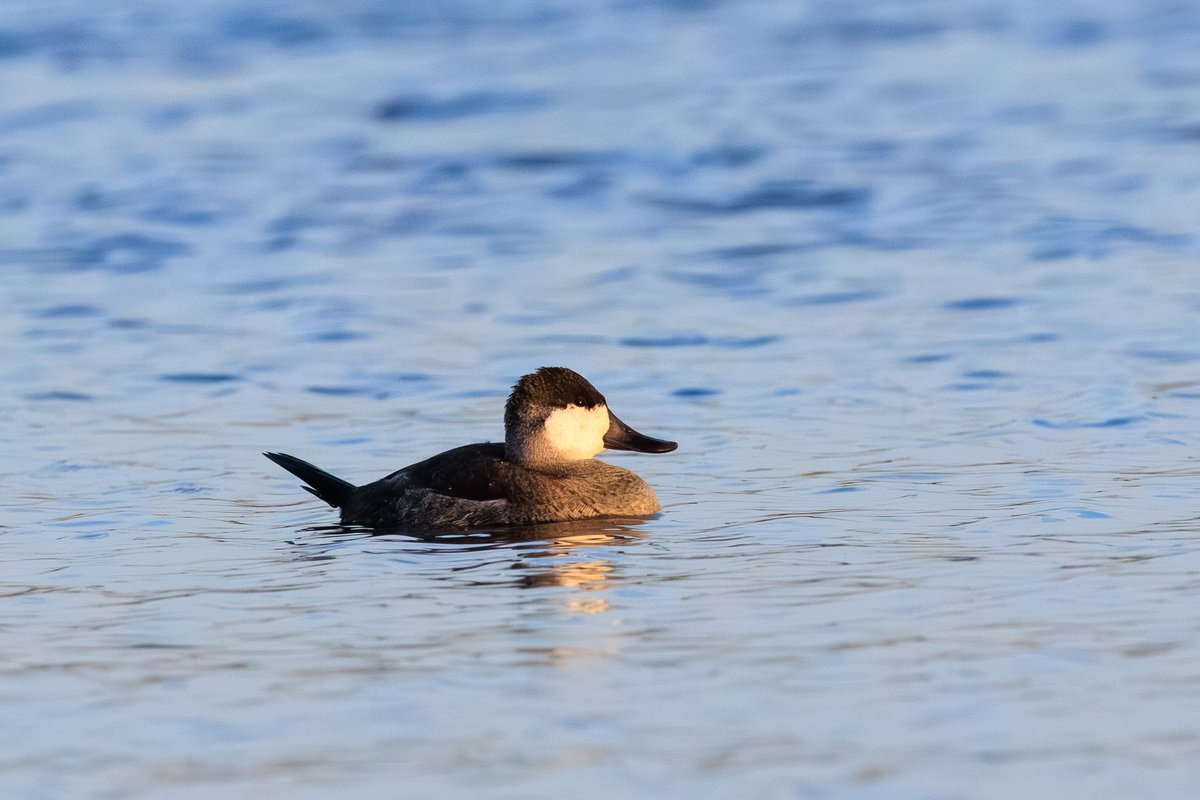 Ruddy Duck