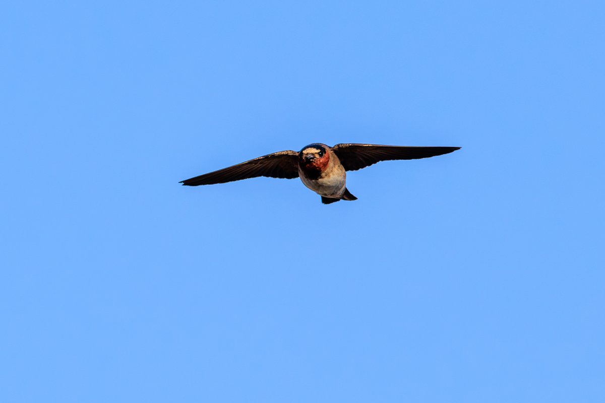 Cliff Swallow