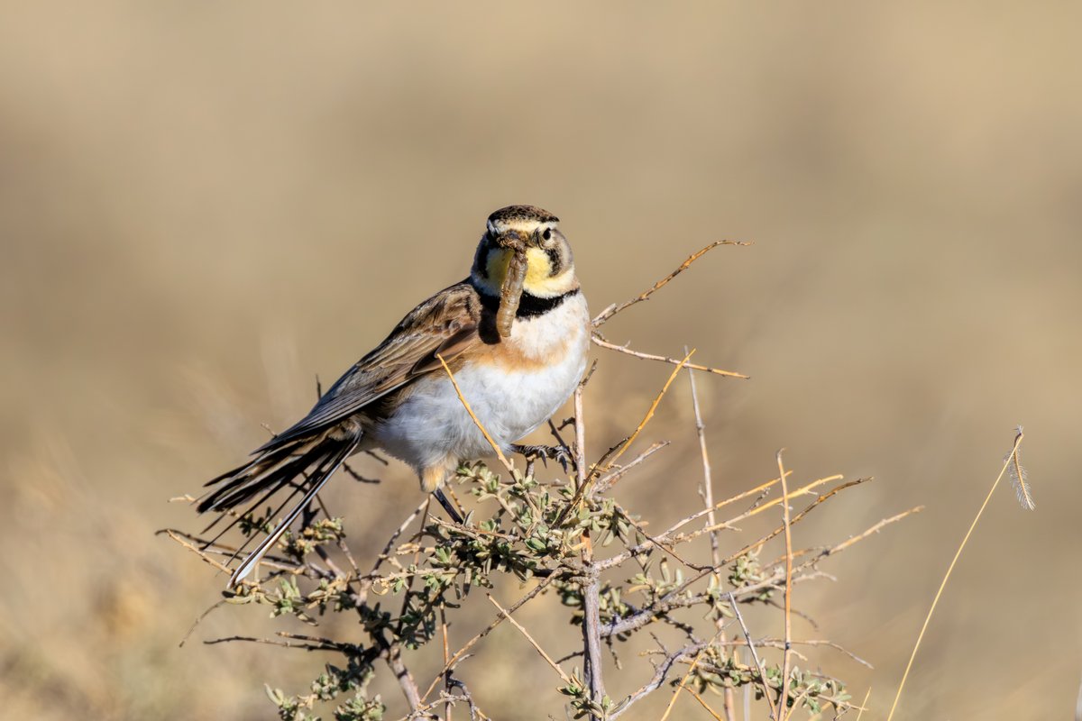 Horned Lark