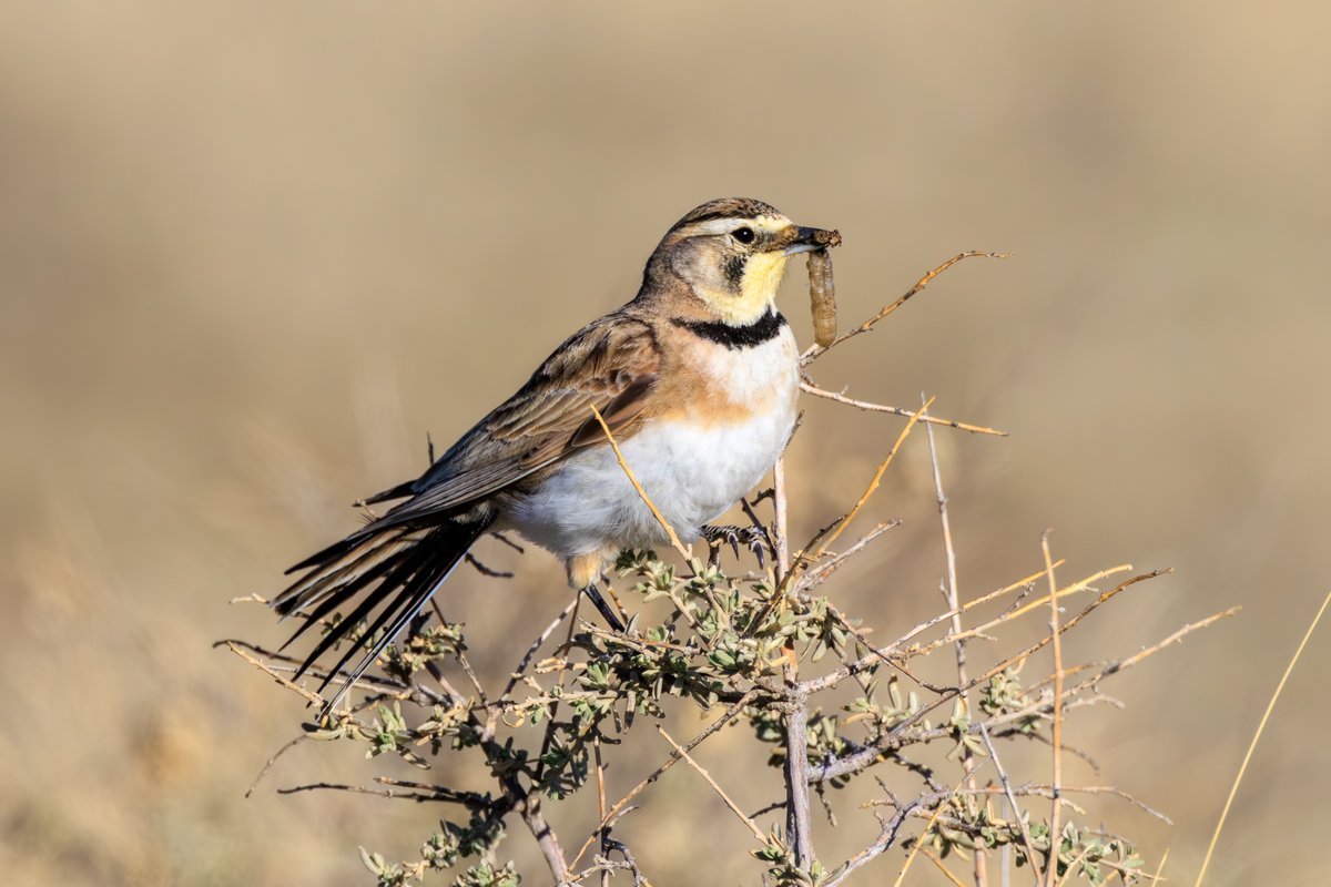 Horned Lark