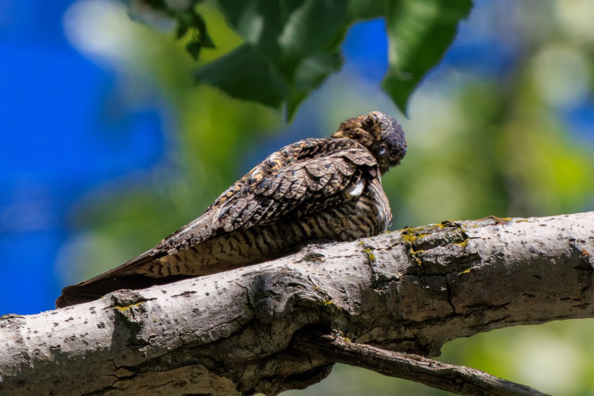 Common Nighthawk