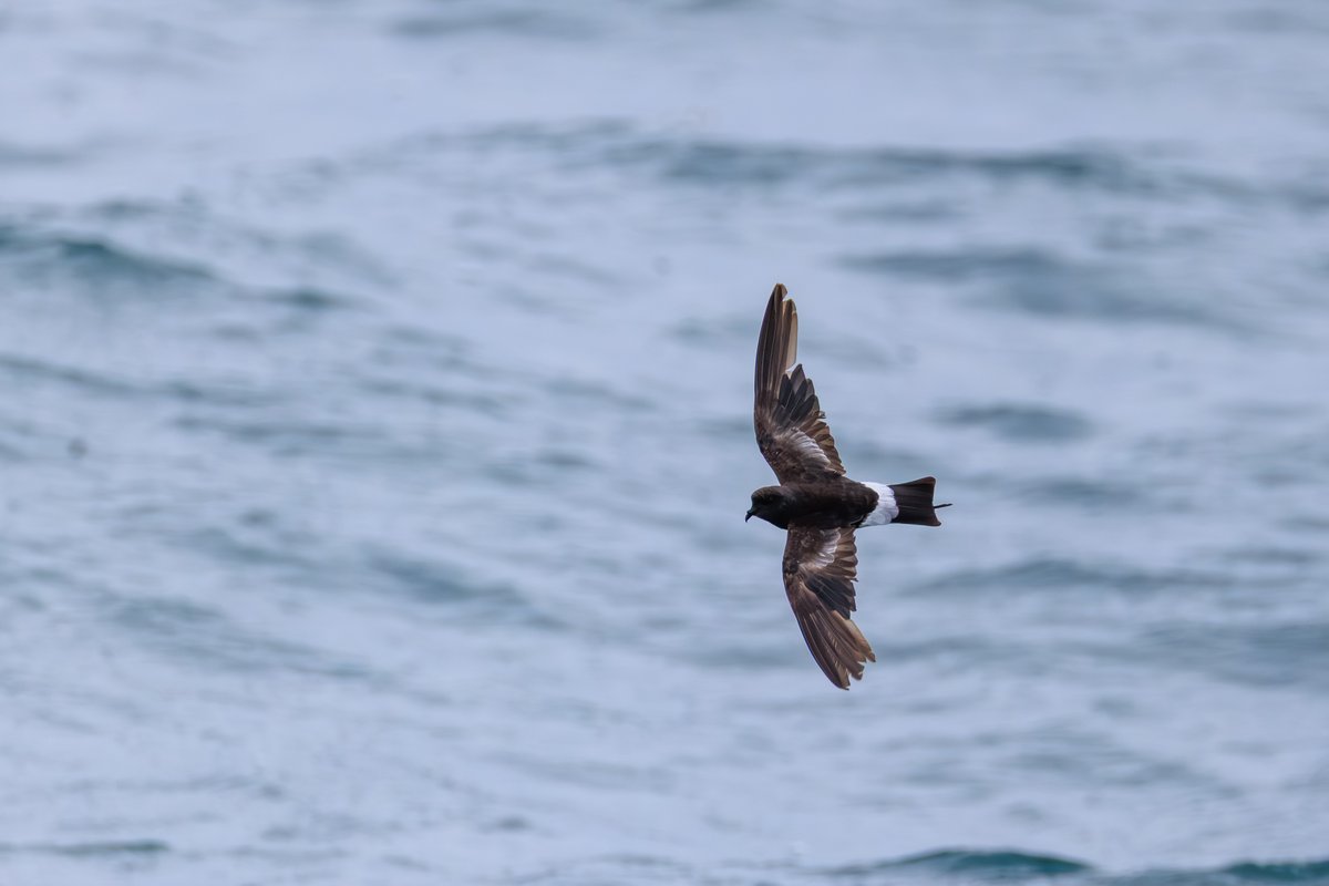 Wilson's Storm-Petrel