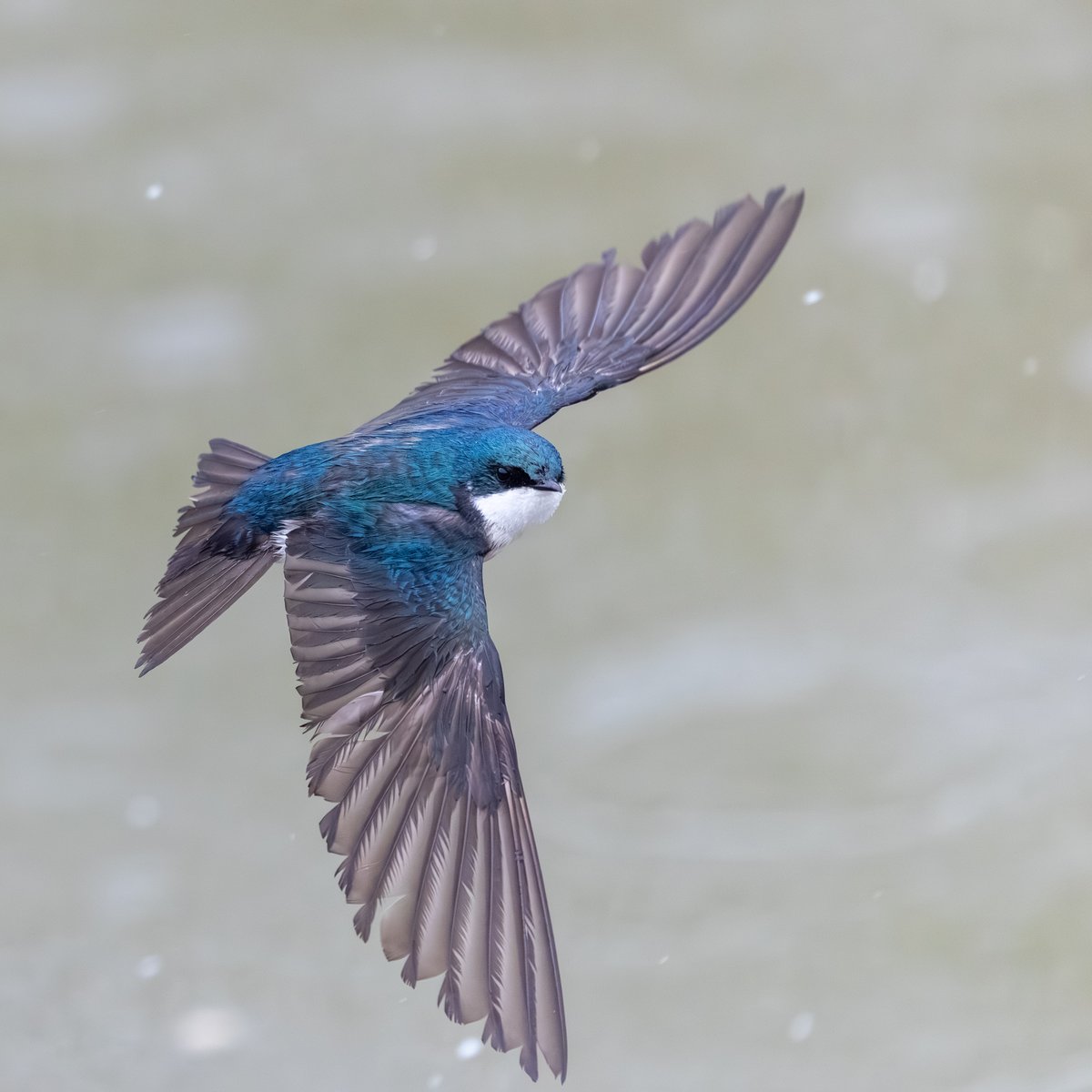 Tree Swallow