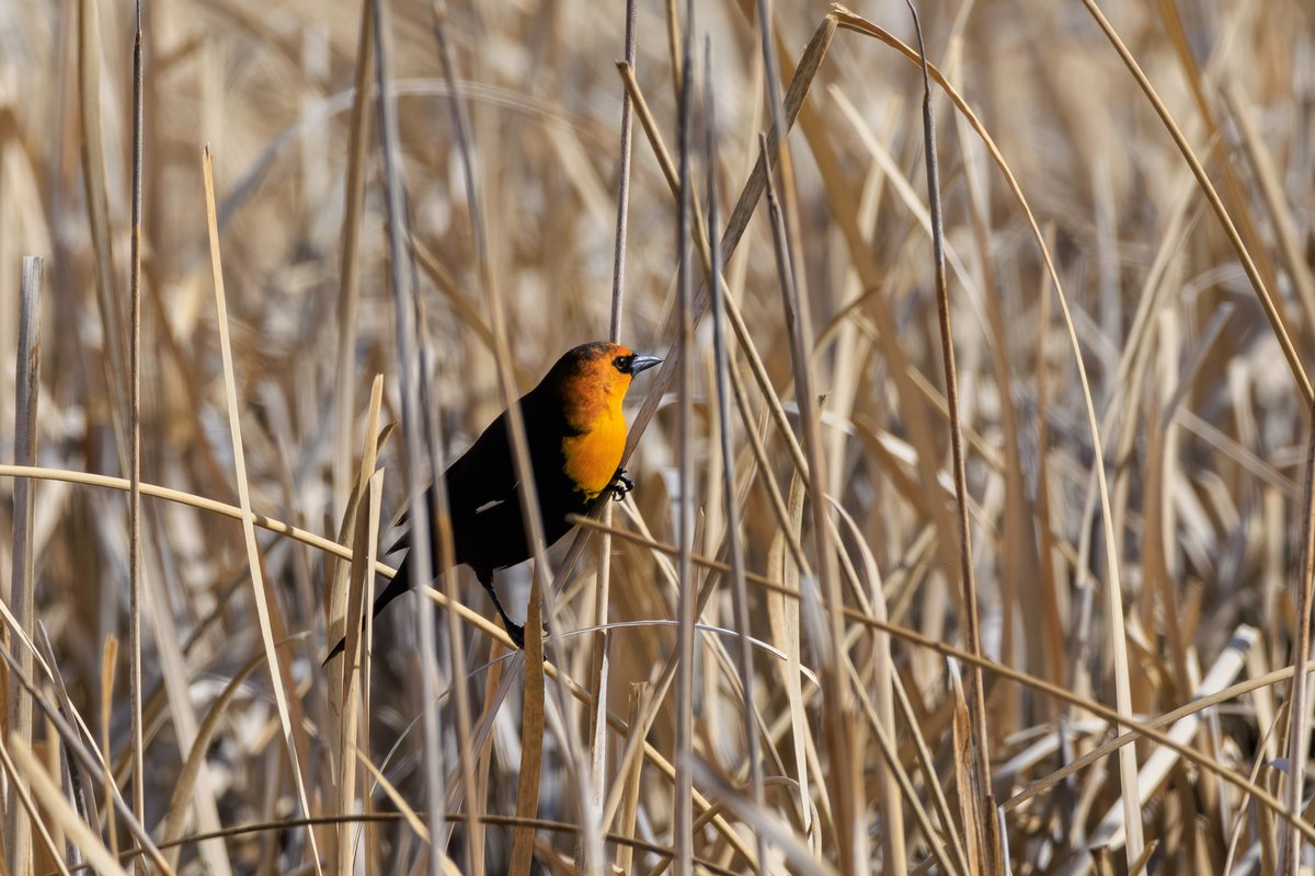 Yellow-headed Blackbird