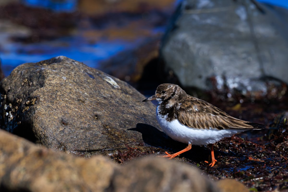Ruddy Turnstone