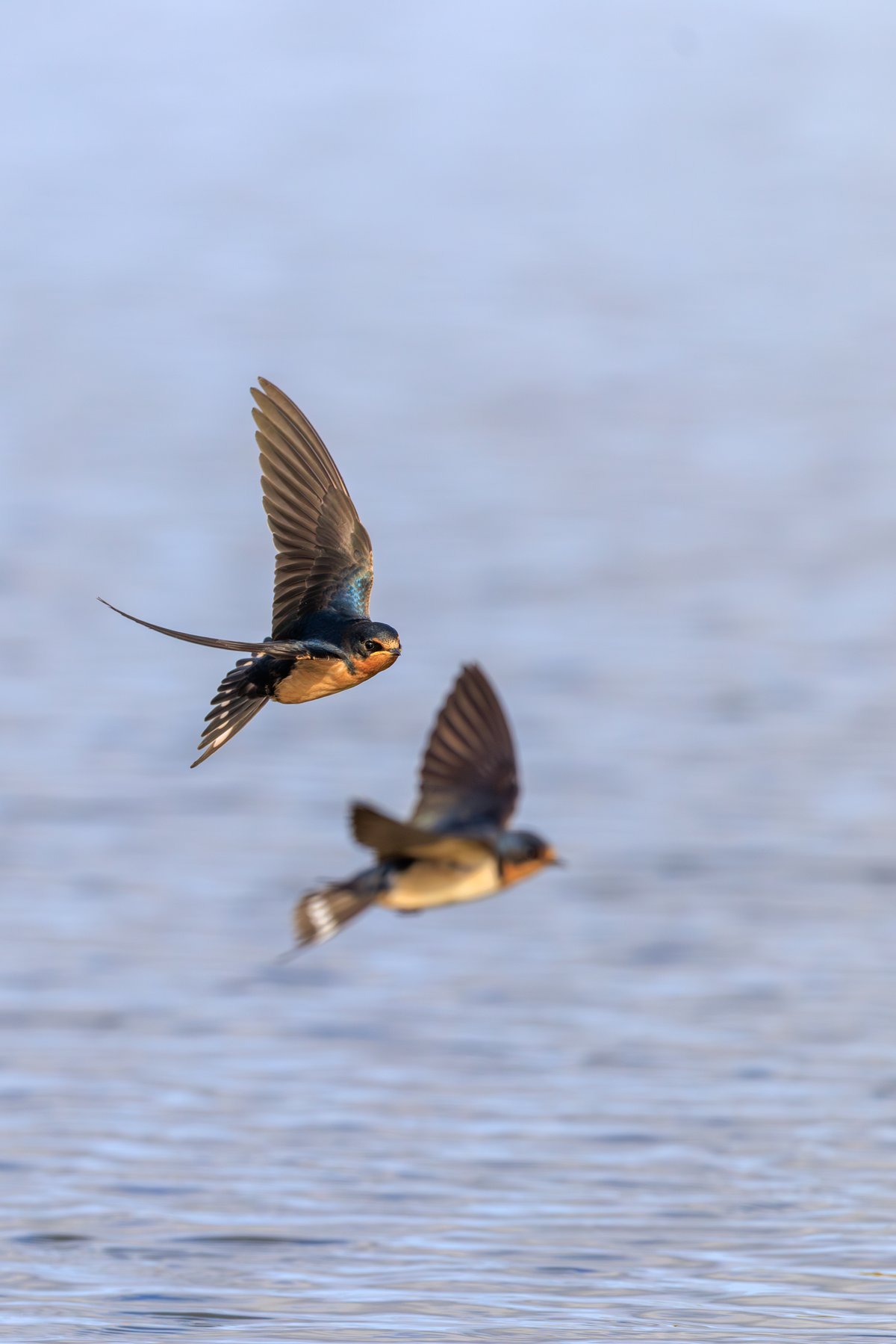 Barn Swallow