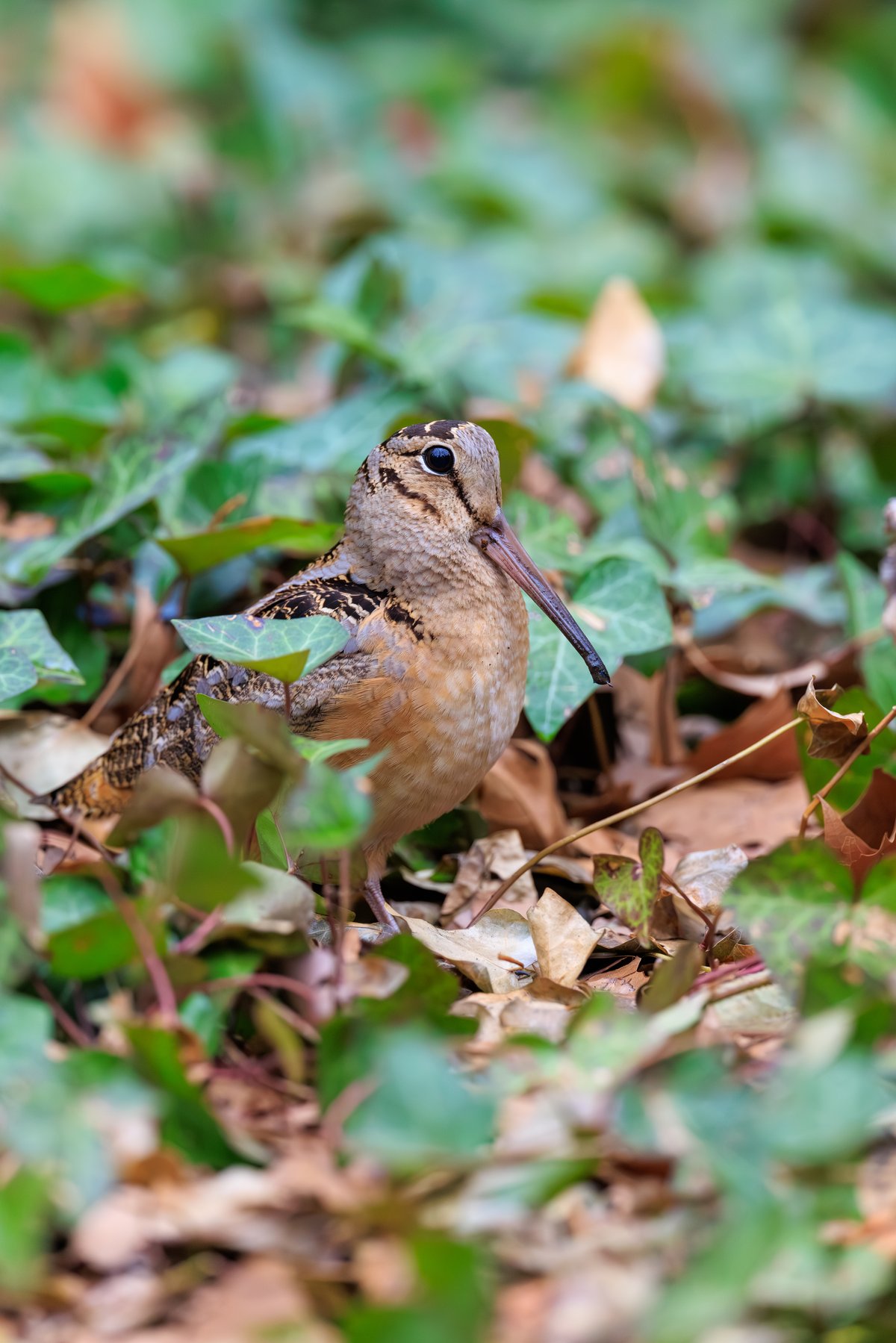 American Woodcock