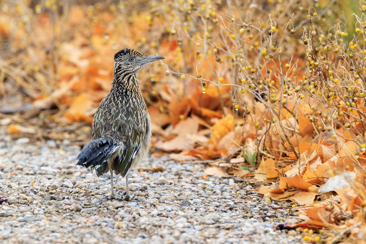 Greater Roadrunner