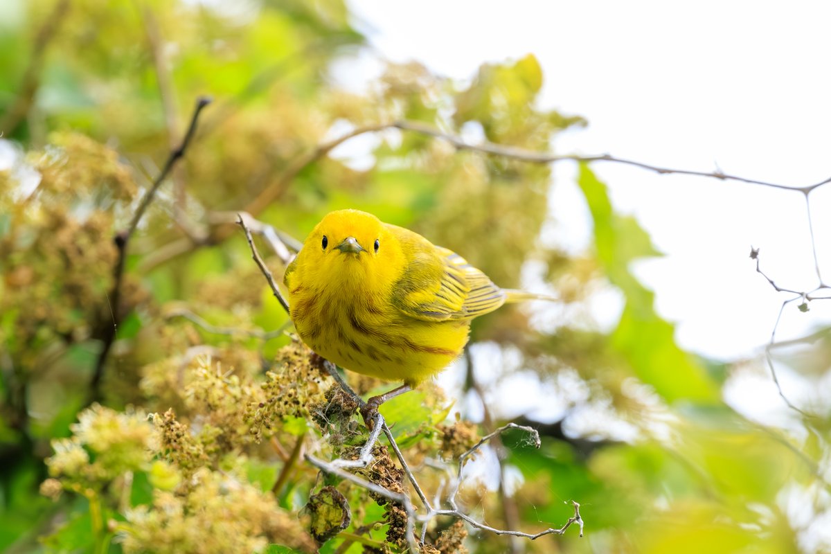 Northern Yellow Warbler