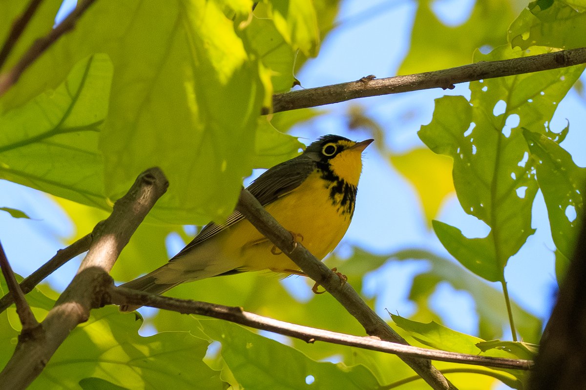 Canada Warbler