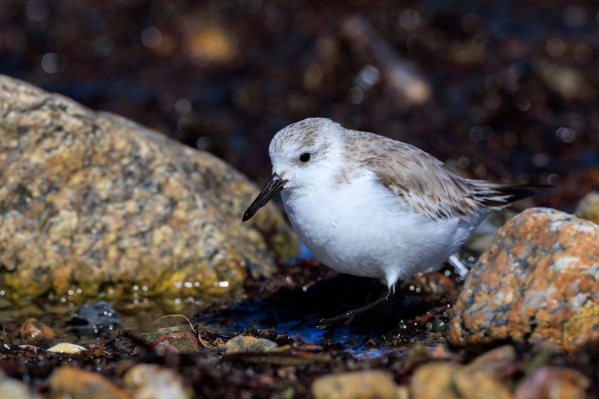 Sanderling