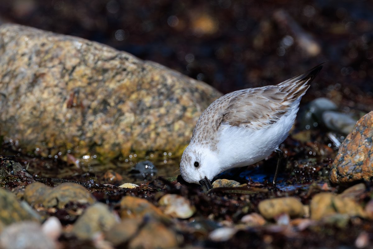 Sanderling