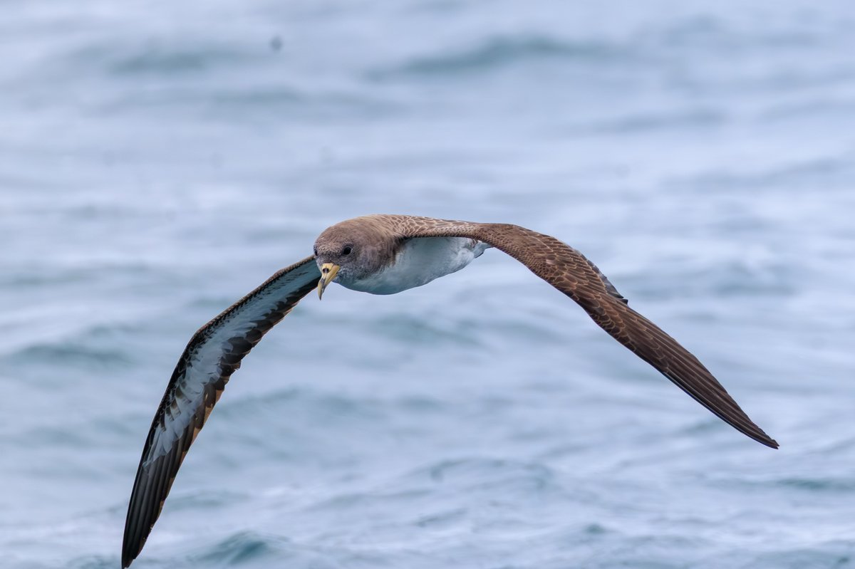 Cory's Shearwater