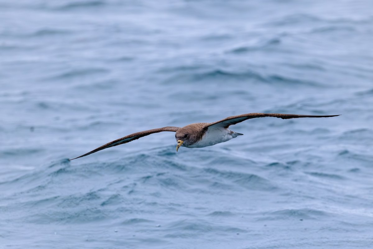 Cory's Shearwater