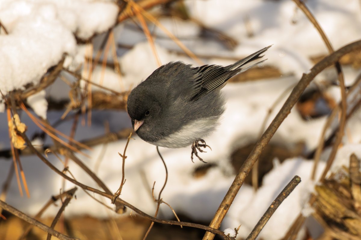 Dark-eyed Junco