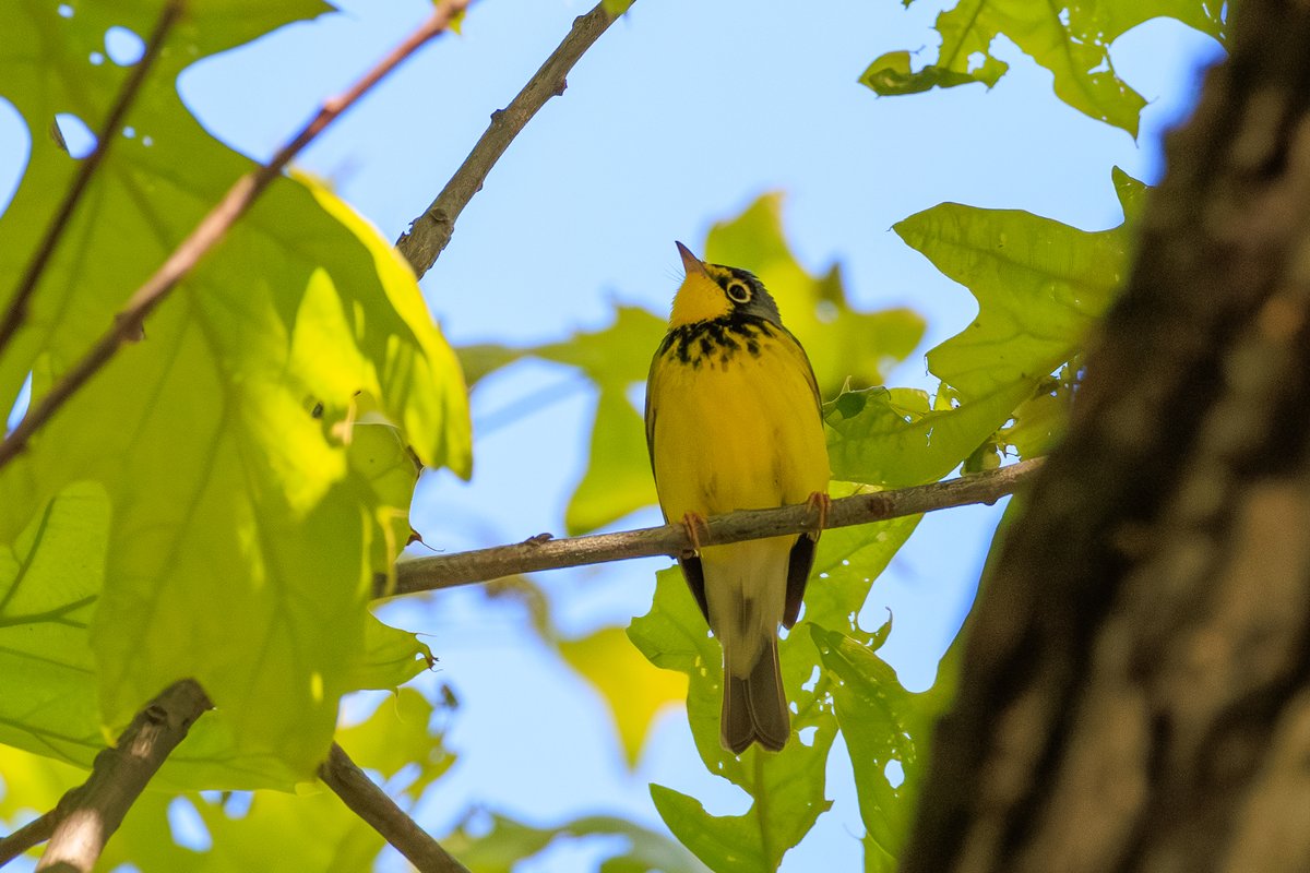 Canada Warbler