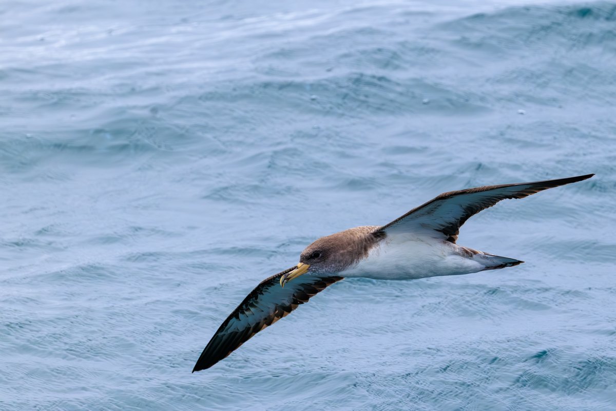 Cory's Shearwater
