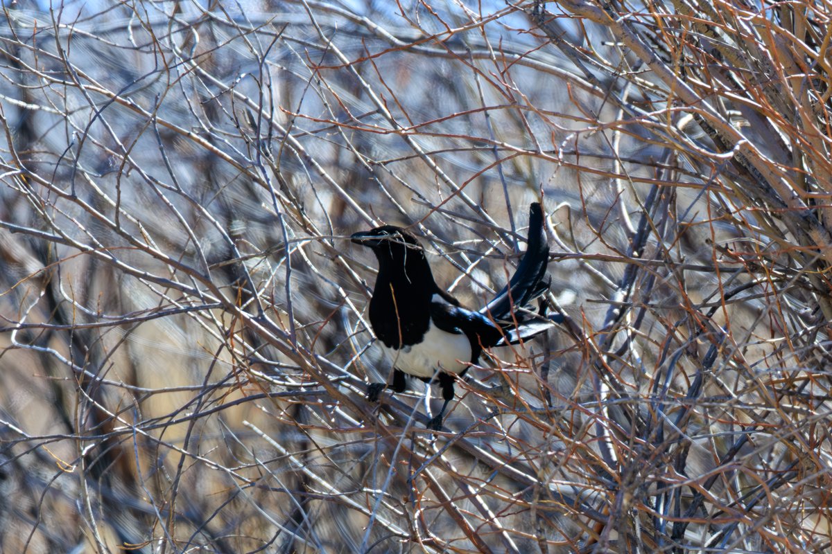 Black-billed Magpie