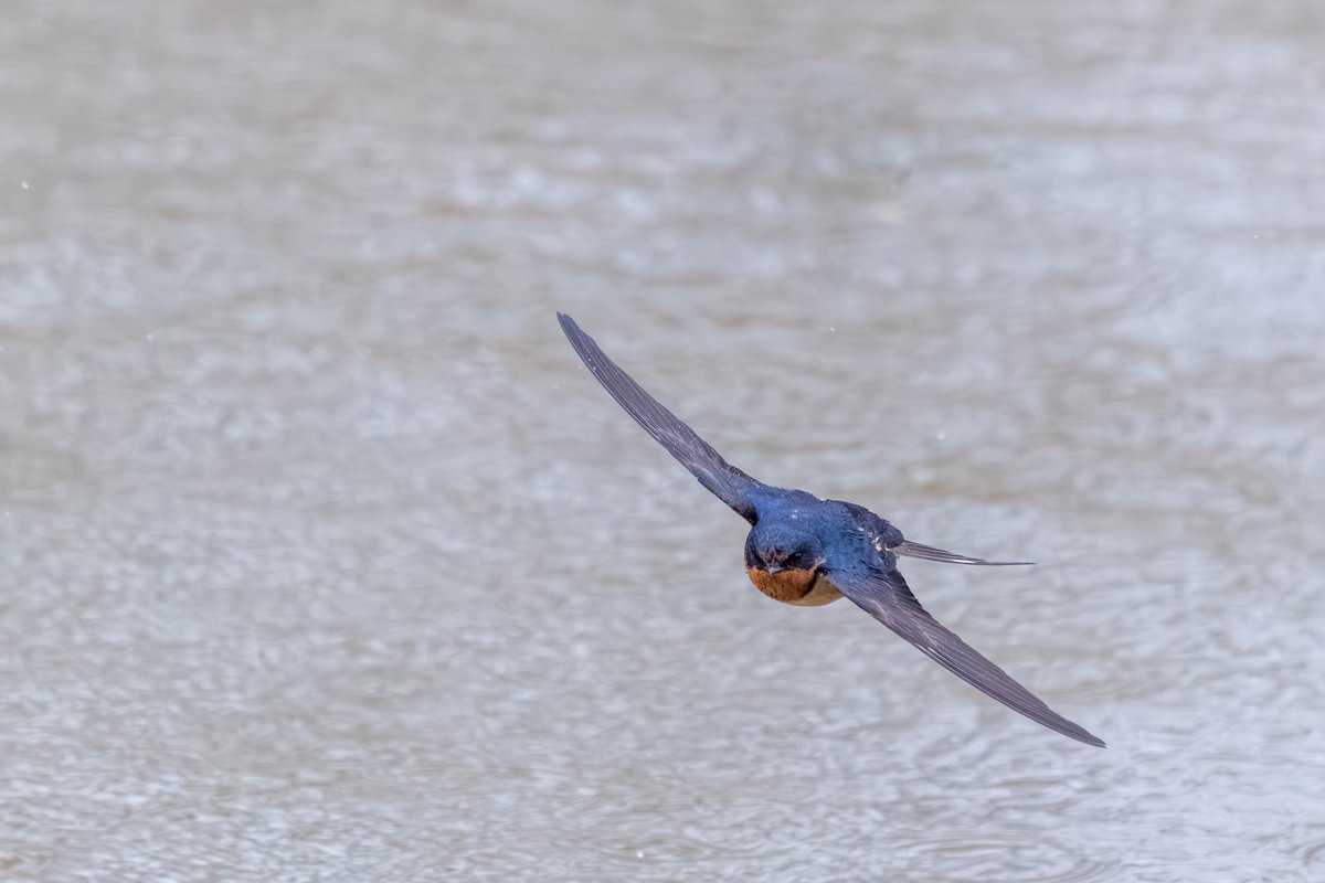 Barn Swallow