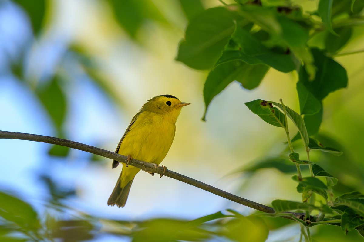 Wilson's Warbler