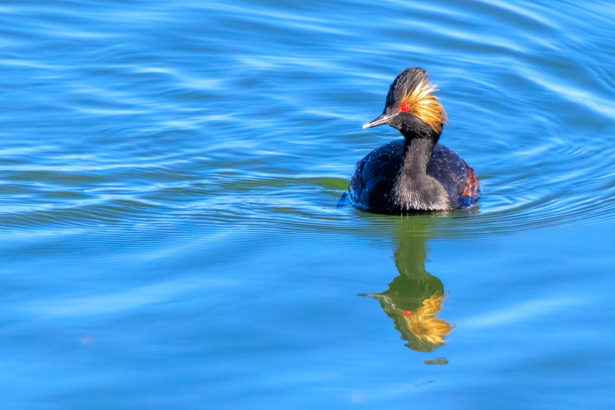 Eared Grebe