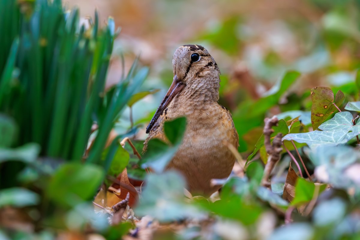 American Woodcock