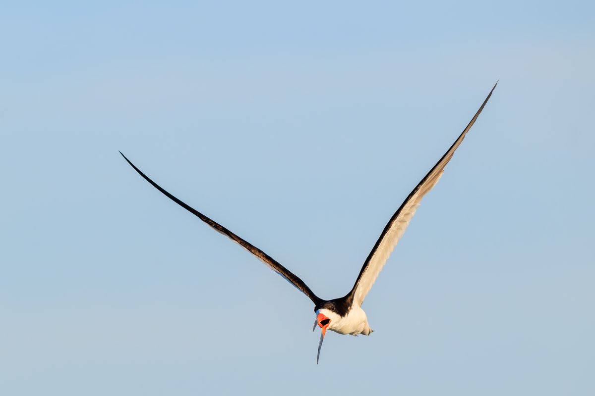 Black Skimmer