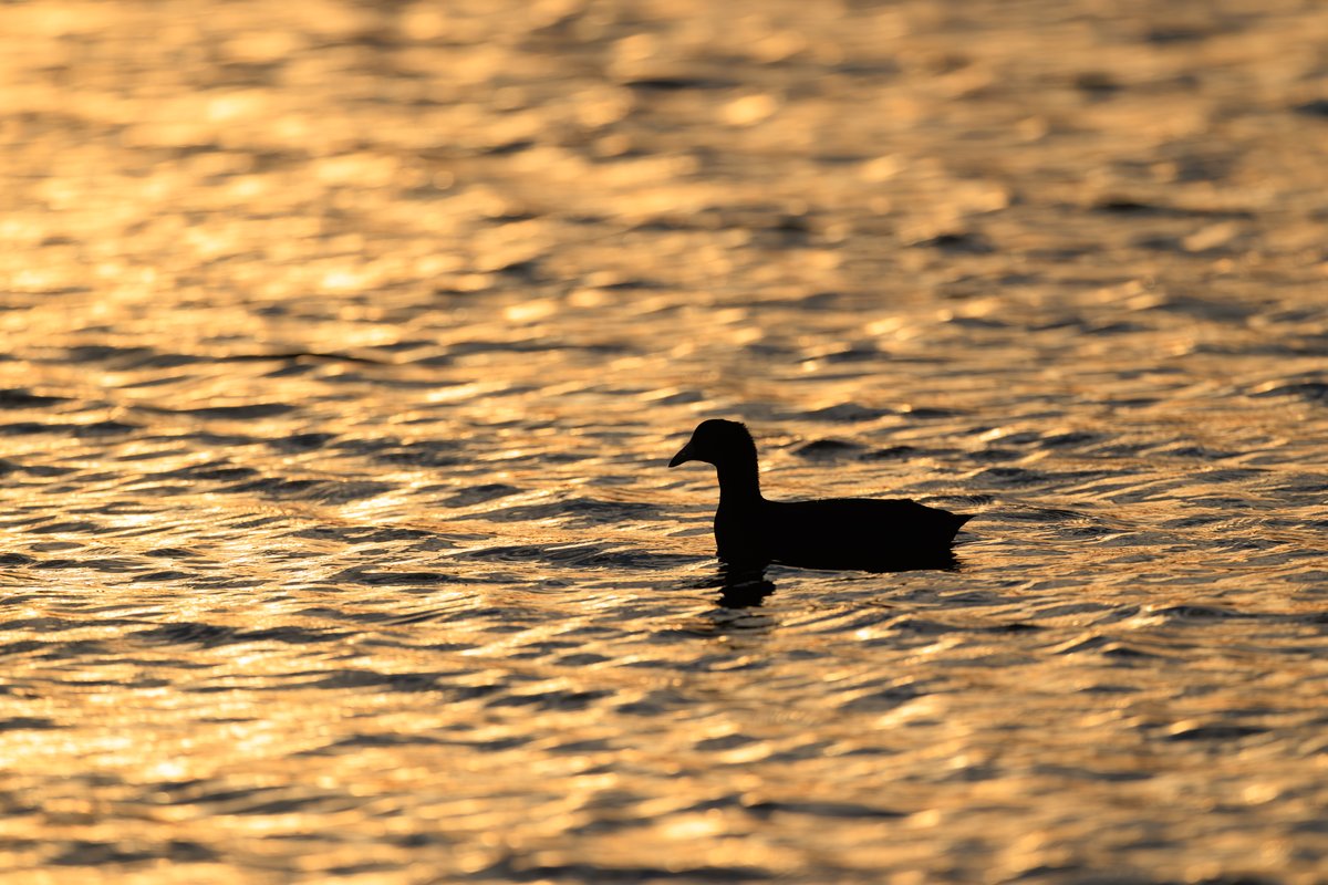 American Coot