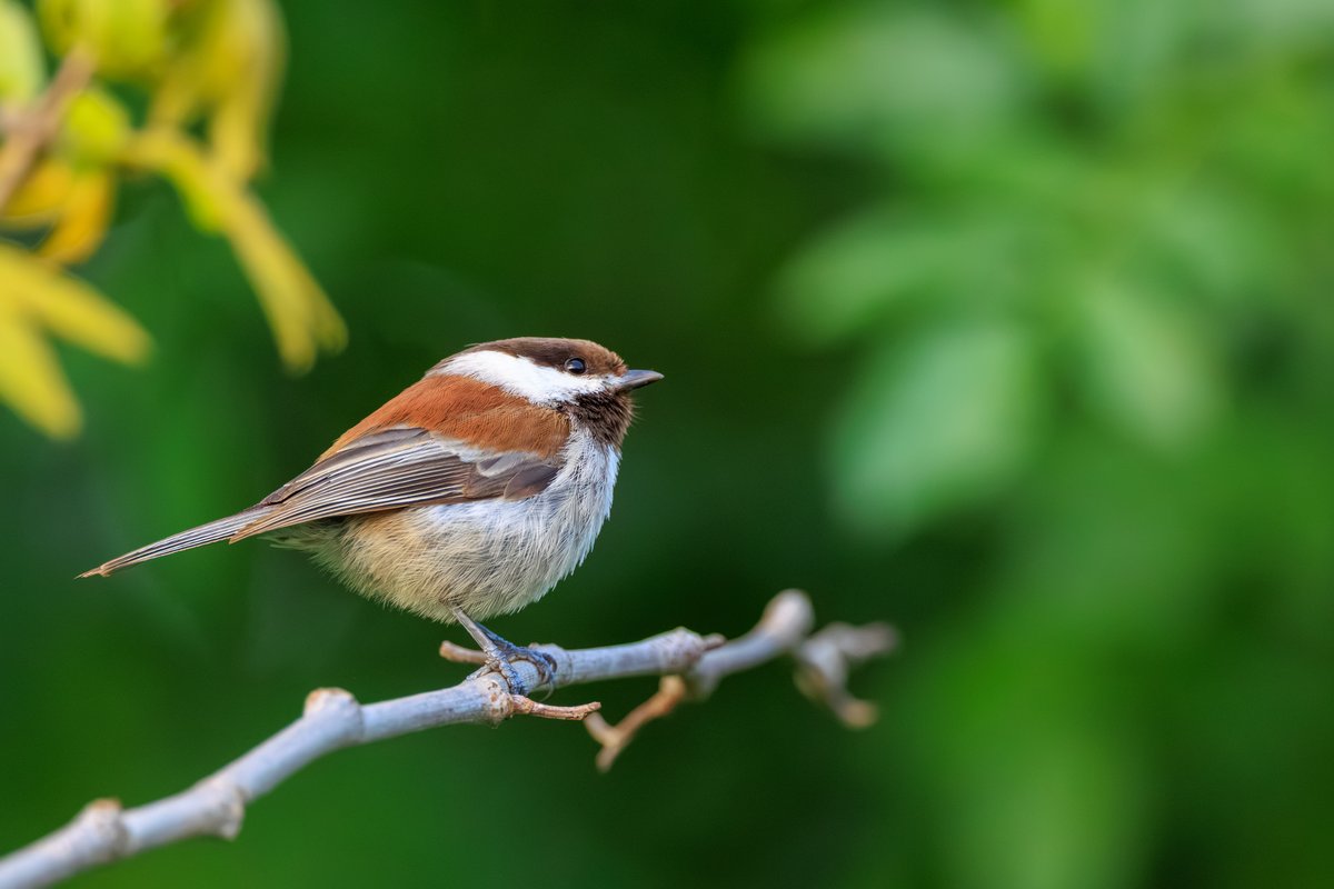 Chestnut-backed Chickadee