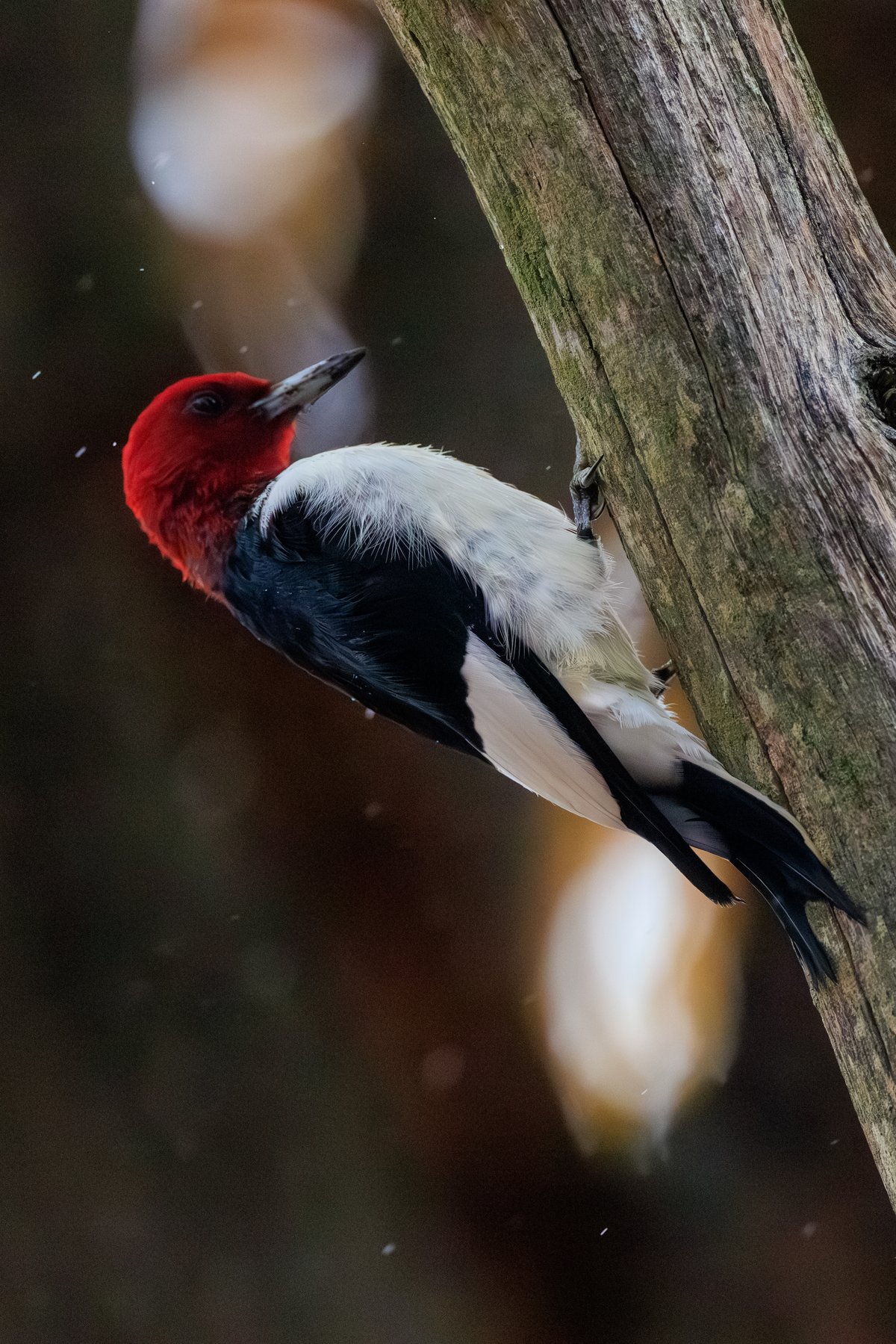 Red-headed Woodpecker