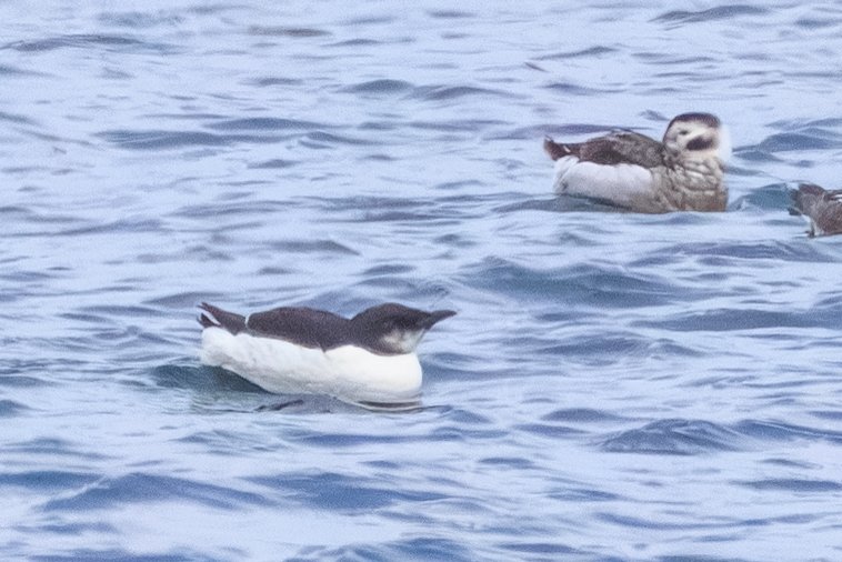 Common Murre