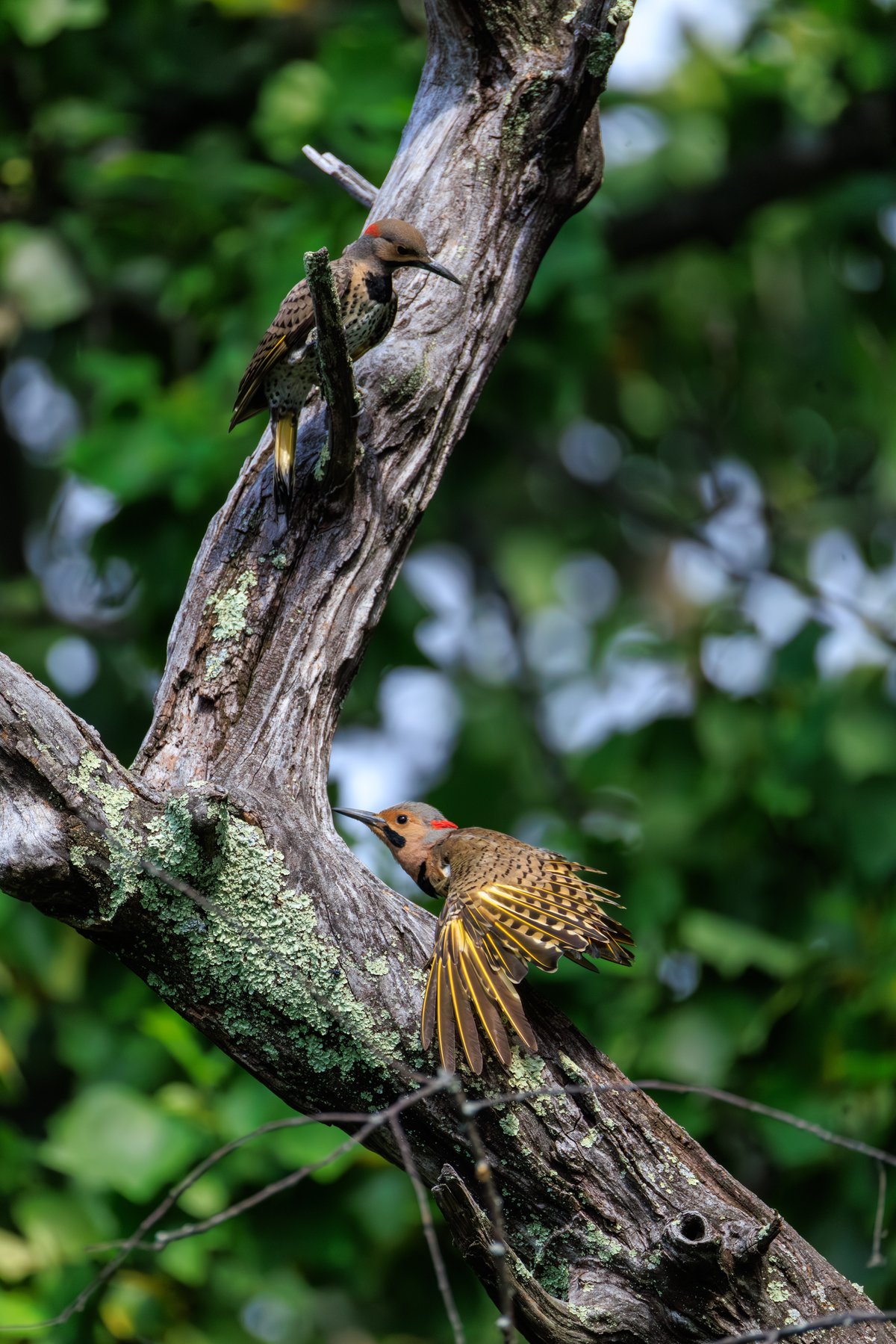 Northern Flicker