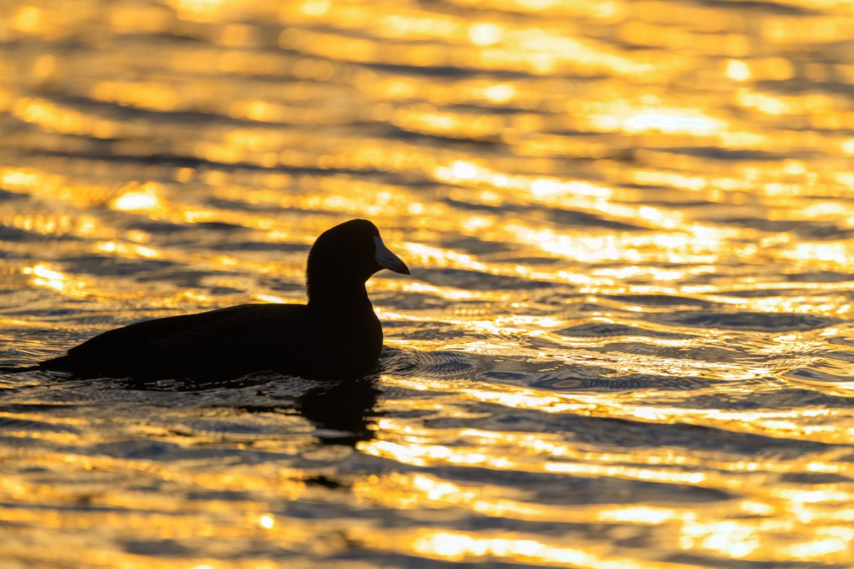 American Coot