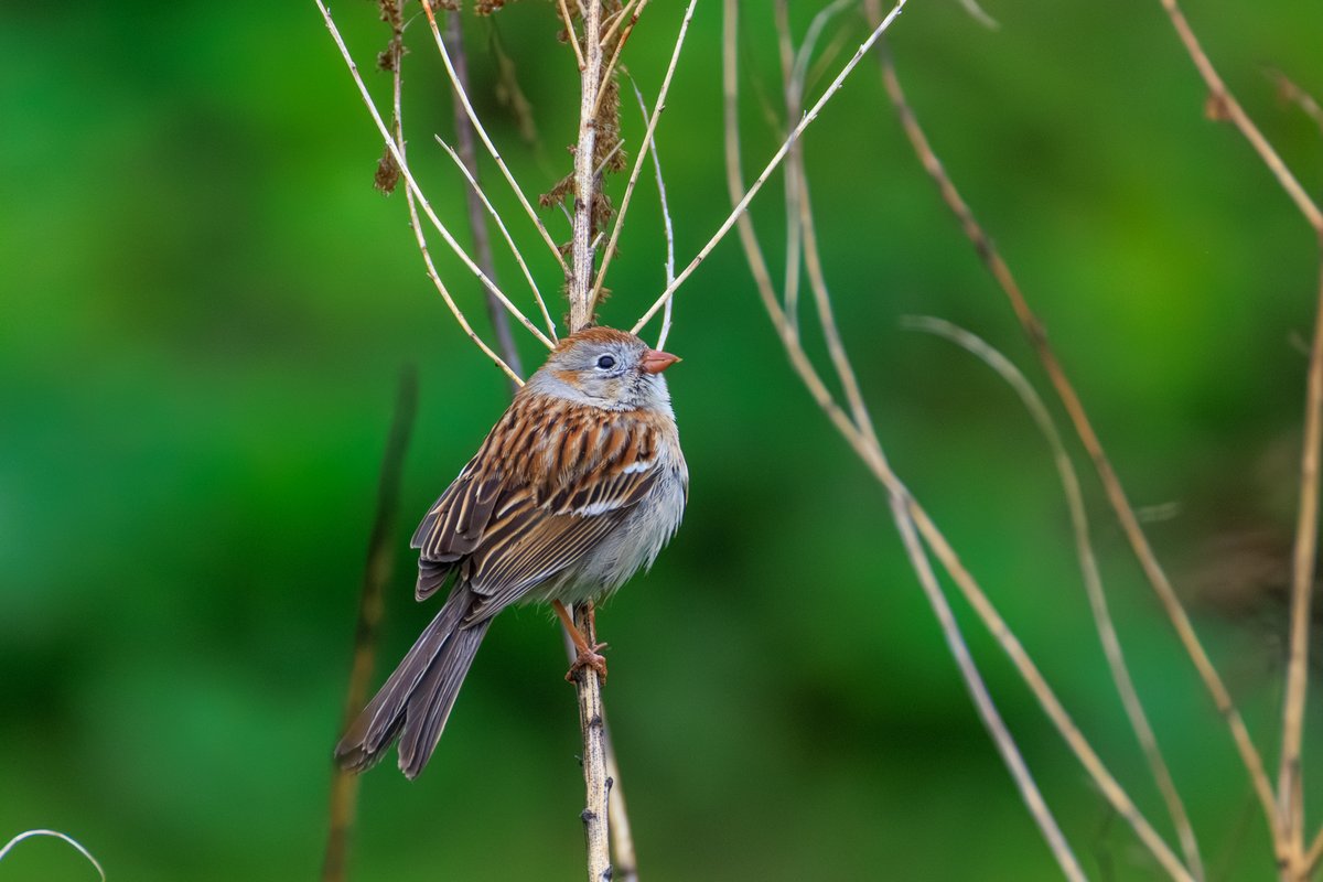 Field Sparrow