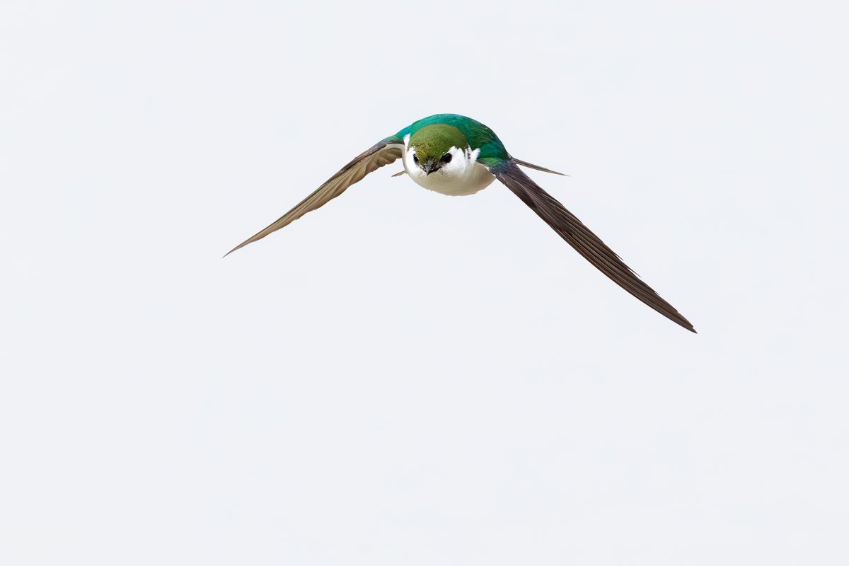 Violet-green Swallow