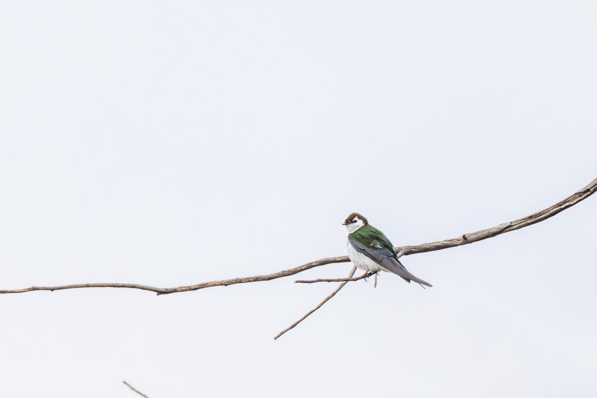 Violet-green Swallow
