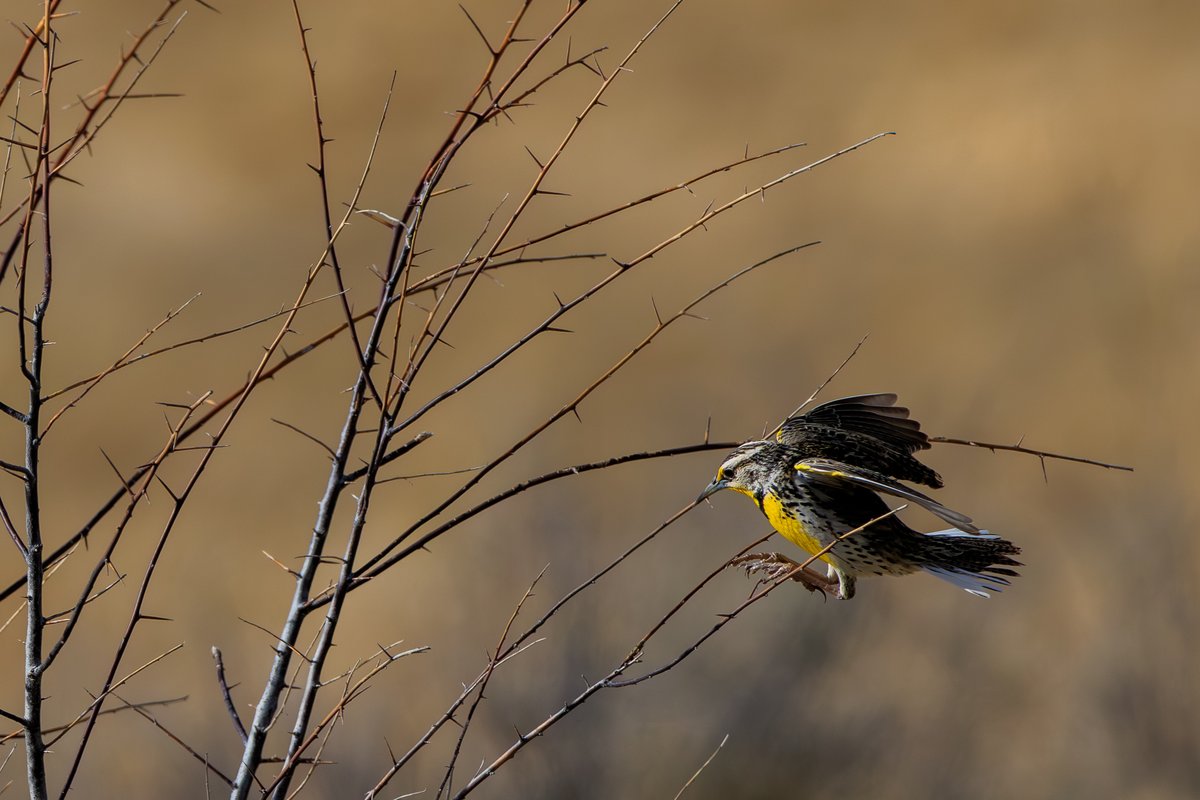 Western Meadowlark