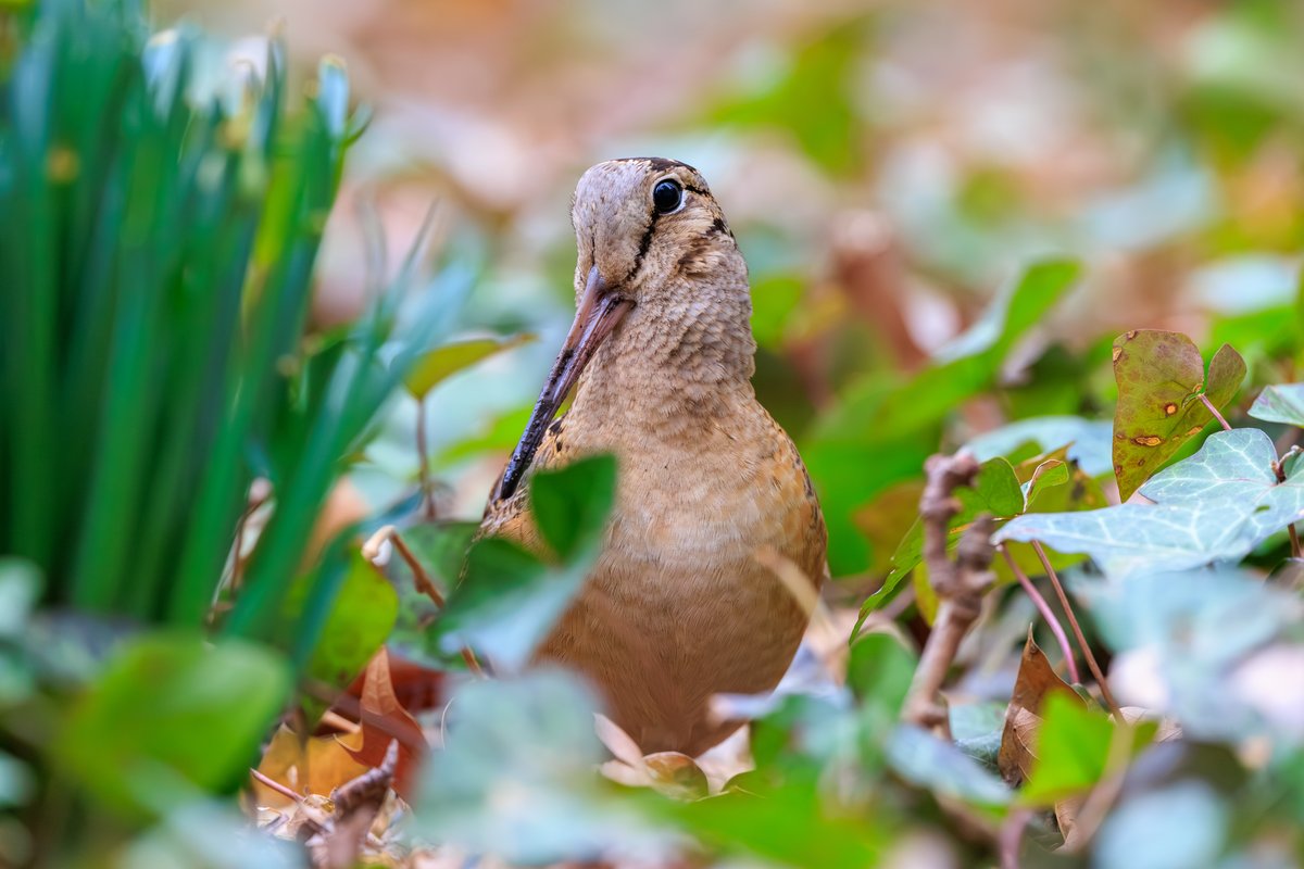American Woodcock
