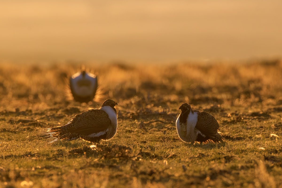 Greater Sage-Grouse